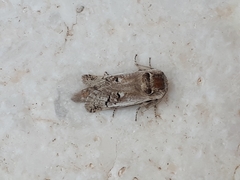 Parahypopta caestrum
