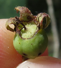 Amelanchier interior