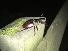 Lucanus cervus cervus