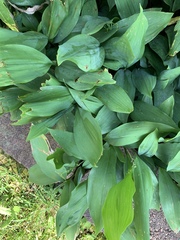 Convallaria