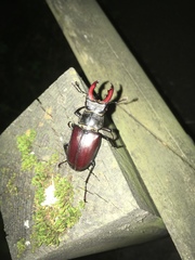 Lucanus cervus cervus