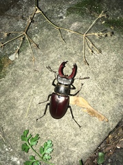 Lucanus cervus cervus
