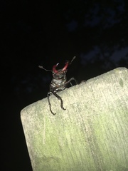 Lucanus cervus cervus