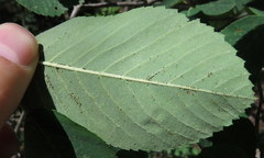 Amelanchier interior