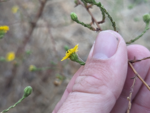 Image of Deinandra paniculata by (c) Alexander Wentworth, some rights reserved (CC BY)