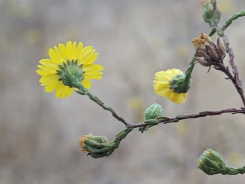 Image of Deinandra paniculata by (c) Alexander Wentworth, some rights reserved (CC BY)