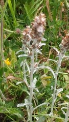 Gamochaeta ustulata