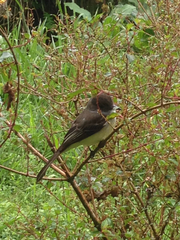 Myiarchus cephalotes