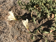 Calystegia occidentalis