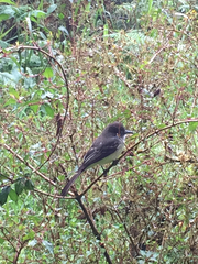 Myiarchus cephalotes