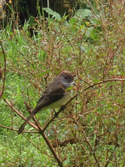 Myiarchus cephalotes