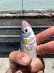 Jacksmelt photo 3