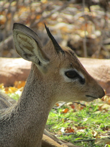 Damara Dik-dik