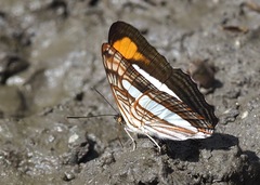 Adelpha thessalia