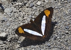 Adelpha thessalia