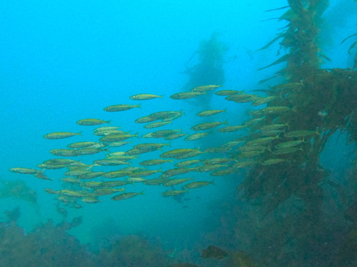 Jack mackerel (Trachurus symmetricus) — Carangidae — 4