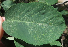 Amelanchier interior