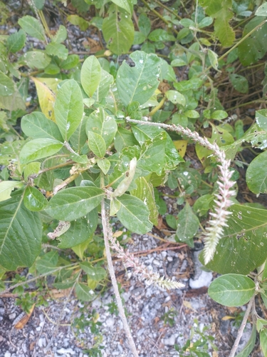 Achyranthes velutina observed 2024-09-01