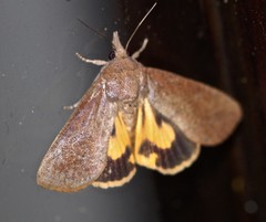 Hypocala guttiventris