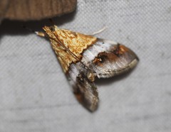 Tetracona amathealis