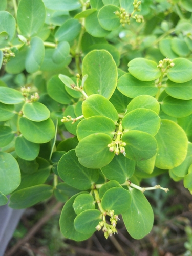 Euphorbia fosbergii observed 2024-09-02