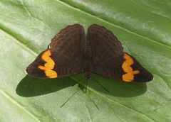 Adelpha irmina