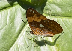 Adelpha irmina