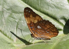 Adelpha irmina