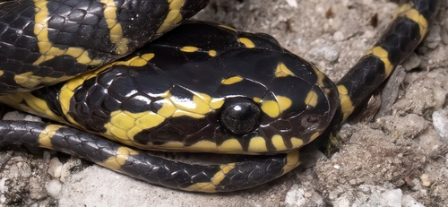 Zayu Wolf Snake