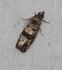 Lobesia peltophora