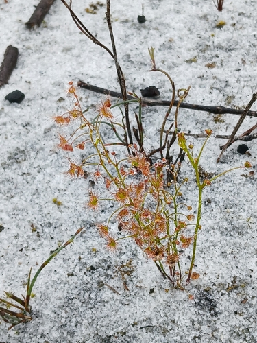 Drosera sulphurea (Drosera sulphurea)