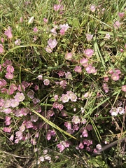 Lysimachia tenella