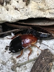 Parcoblatta fulvescens