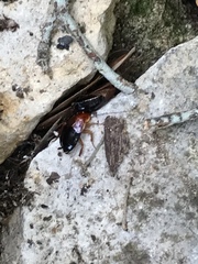 Parcoblatta fulvescens