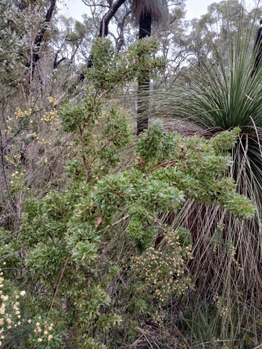 Image of Hakea ruscifolia by (c) Leon Perrie, some rights reserved (CC BY)