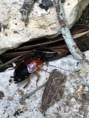 Parcoblatta fulvescens