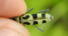 Chlorophorus herbstii