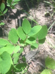 Symphoricarpos albus albus