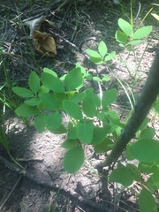 Symphoricarpos albus albus