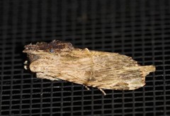 Antithemerastis acrobela