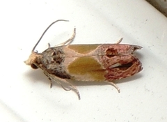 Eumarozia malachitana