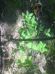 Symphoricarpos albus albus