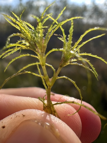 Image of Najas minor by (c) Nathan Aaron, some rights reserved (CC BY)