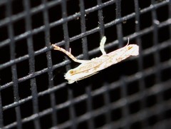 Epicephala trigonophora