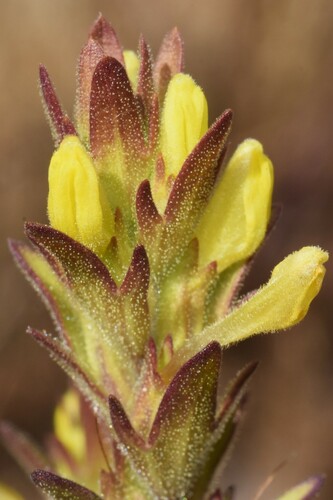 yellow owl's-clover (Orthocarpus luteus)