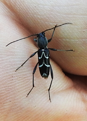 Chlorophorus sartor