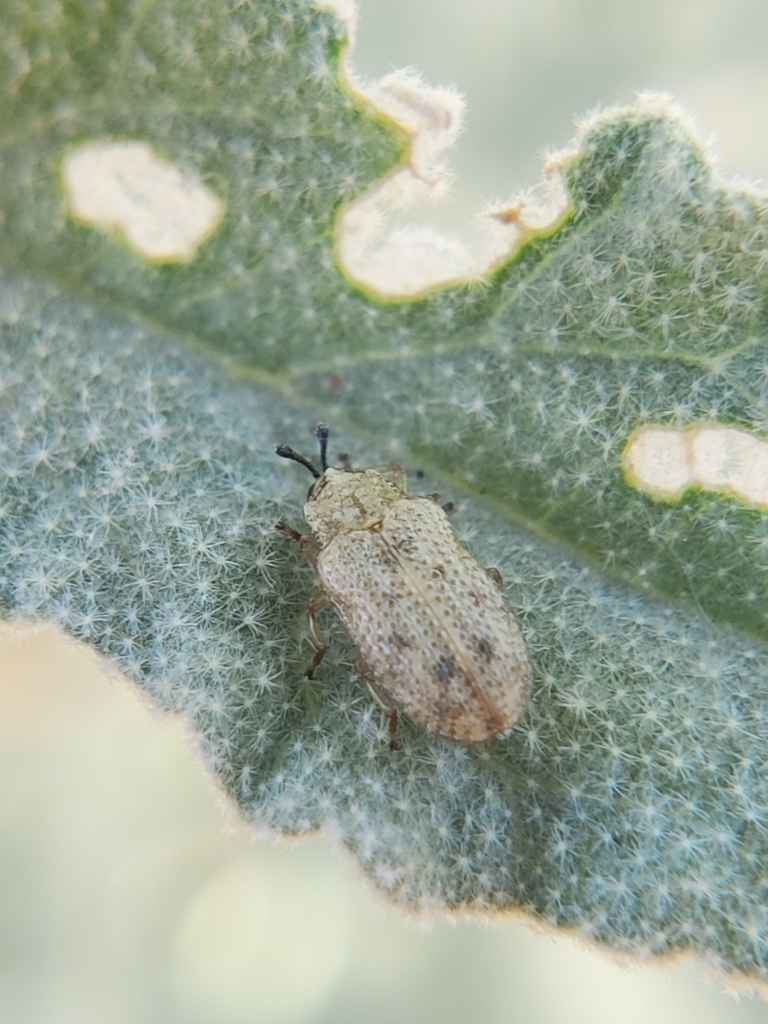 Stenopodius flavidus