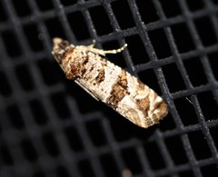 Lobesia peltophora