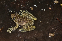 Amolops hongkongensis