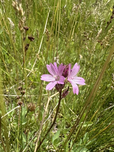 Image of Big Bear Checkerbloom (Sidalcea pedata) by (c) Melanie J. Davis, some rights reserved (CC BY)